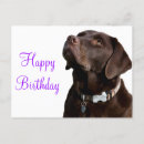Zoek naar chocolade labrador retriever briefkaarten Verjaardag
