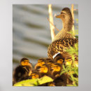 Zoek naar eenden posters Foto