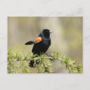 Recherche de oiseau rouge cartes postales Nature