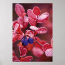 Zoek naar blauwe bessen posters Natuur