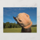 Recherche de visage de cheval cartes postales Humour