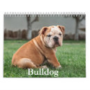 Zoek naar bulldog kalenders Huisdier