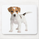 Recherche de russel tapis souris Jack russell terrier