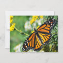 Recherche de beau papillon cartes postales Orange
