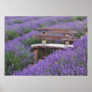 Zoek naar lavendel posters Mauve