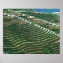 Recherche de rizières posters Vue