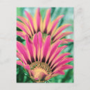 Recherche de marguerite rouge cartes postales Fleur