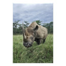 Recherche de rhinocéros noir posters Corne