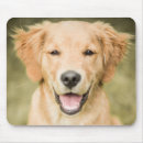 Recherche de chiots golden retriever tapis souris Animal
