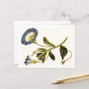 Recherche de botaniste cartes postales Vintage