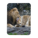 Recherche de chat sauvage magnets Amoureux des chats