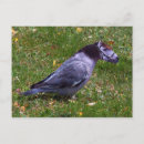 Recherche de colombe mignonne cartes postales Animal