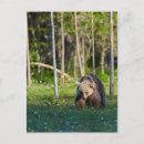Zoek naar bruine beer briefkaarten Grizzly