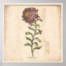 Recherche de aster pourpre Botanique