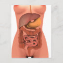 Recherche de digestif cartes postales Anatomie humaine