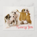 Recherche de bouledogues français cartes postales Chien
