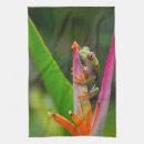 Recherche de grenouille cuisine linges Faune