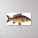 Recherche de cyprinus carpio Carpe