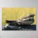 Recherche de nighthawks posters Crépuscule