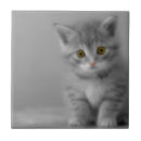Recherche de chaton carreaux Félin