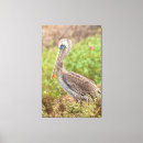 Zoek naar bruine pelikaan posters Kust