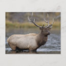 Recherche de mâles cartes postales Bois de cerf