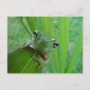 Recherche de petites grenouilles cartes postales Vert