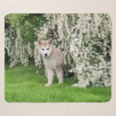 Zoek naar alaskan malamute dekens Schattig