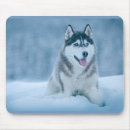 Recherche de malamute tapis souris Neige