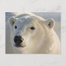 Recherche de portraits animaux cartes postales Ours