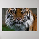 Recherche de tête de tigre posters Animaux sauvages