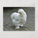Recherche de silkie cartes postales Blanc