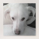 Recherche de labrador retriever puzzles Mignon