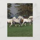 Zoek naar arabieren briefkaarten Equestrian