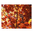 Recherche de arbre japonais posters Érable
