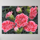 Zoek naar dianthus posters Roze