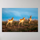 Zoek naar antilope posters Superstock