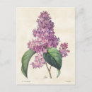 Recherche de violet clair cartes postales Lilas