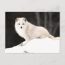 Recherche de renard arctique posters Renard des neiges