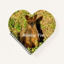 Recherche de wallaby Kangourou