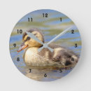 Zoek naar watervogels klokken Wilde eenden