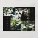 Recherche de panda noir et blanc cartes postales Nature