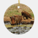Recherche de défenses photographie Animaux