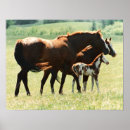 Recherche de poulain de cheval posters Ranch