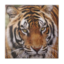 Recherche de chat tigré chat carreaux Félin