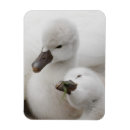 Recherche de cygnes magnets Faune