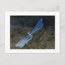 Recherche de libellule bleue cartes postales Nature