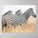 Recherche de zèbre posters Afrique du sud