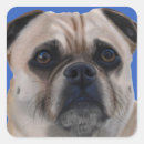 Recherche de carlin autocollants Chien
