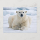 Recherche de banquise cartes postales Arctique